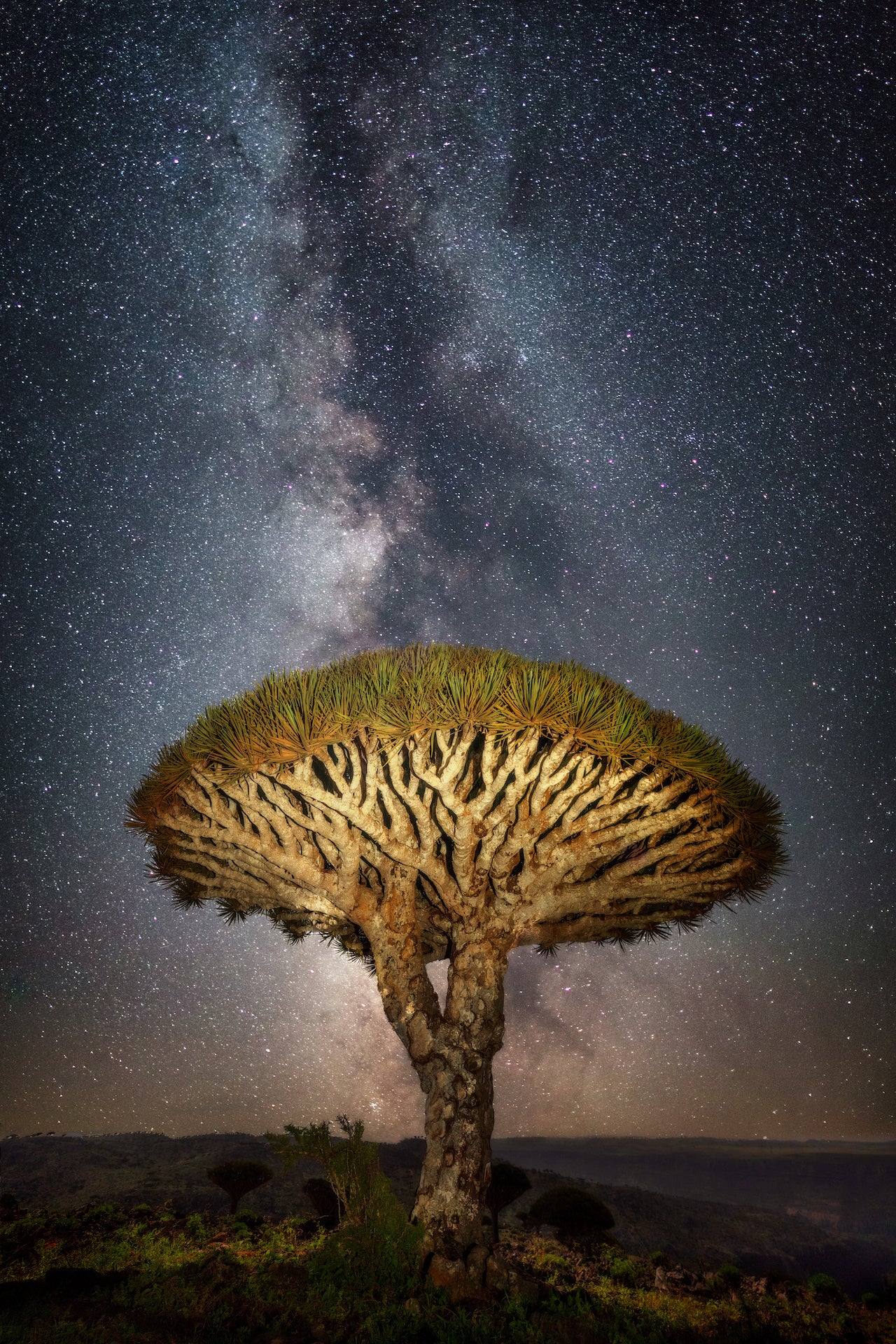 Dragons Blood Tree